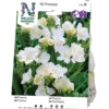 Freesia