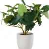 Grønnplante