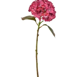 Hortensia