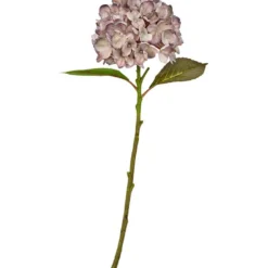 Hortensia