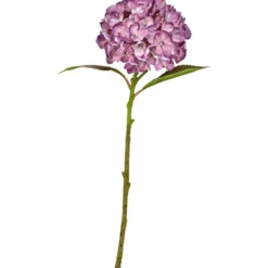 Hortensia