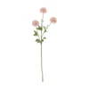 Kinesisk aster