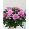 Krysanthemum