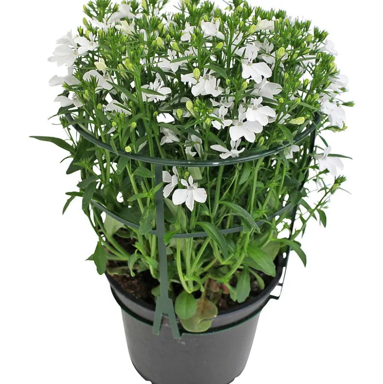 Lobelia