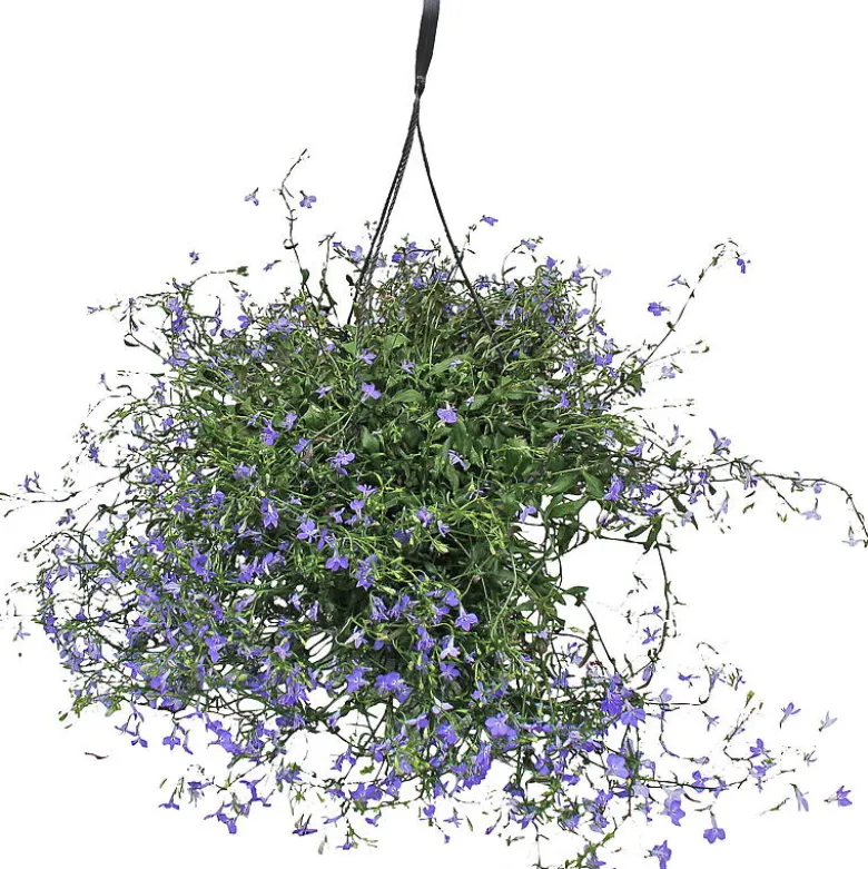 Lobelia, ampel