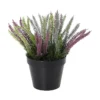 Lyng Calluna