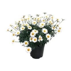 Margeritt hvit