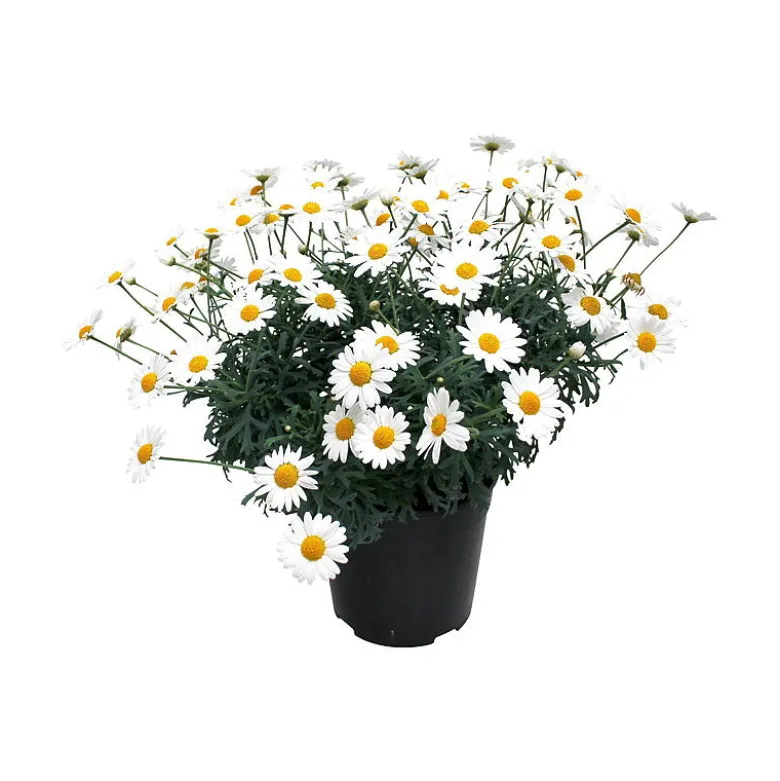 Margeritt hvit