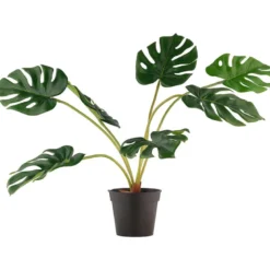 Monstera