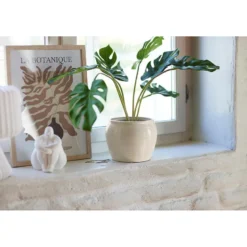 Monstera