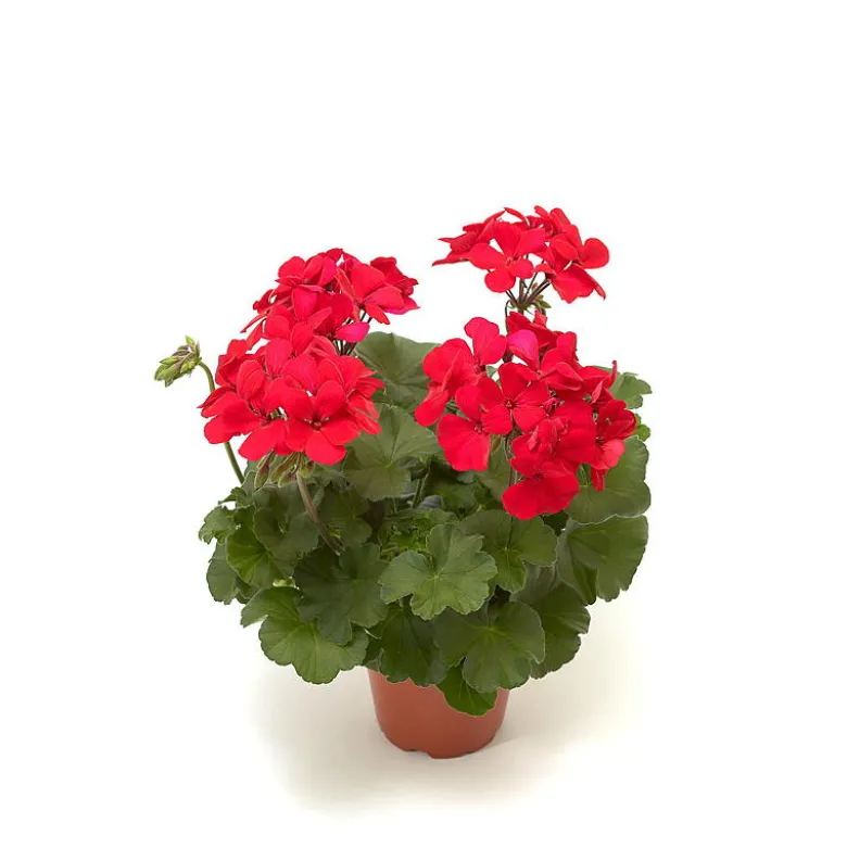 Pelargonia