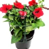 Petunia heng