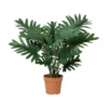 Philodendron