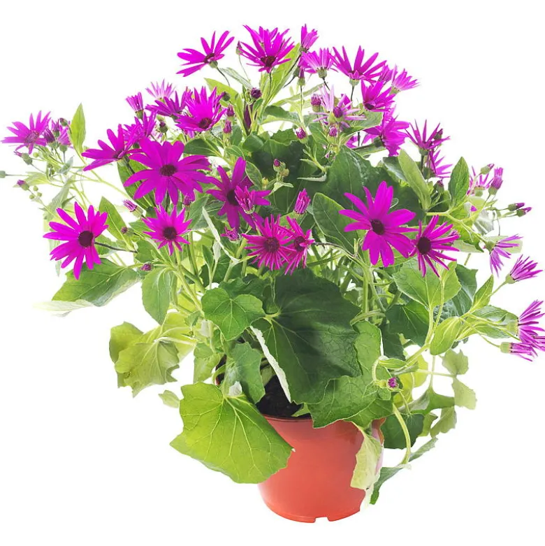 Senetti