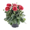 Sommergeorgine