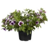 Superpetunia