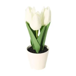 Tulipaner