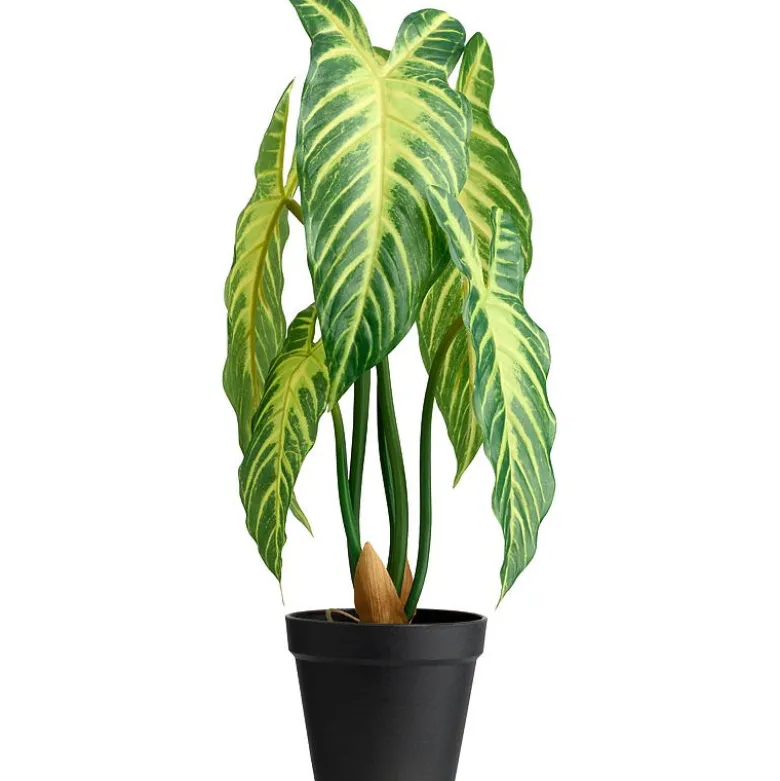 Xanthosoma plante