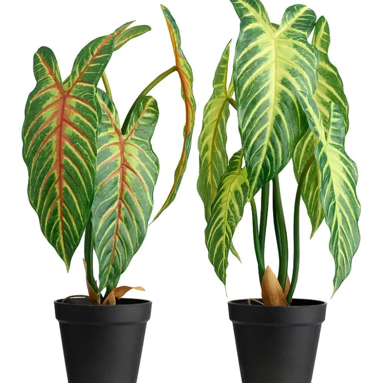 Xanthosoma plante