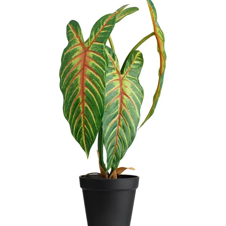 Xanthosoma plante