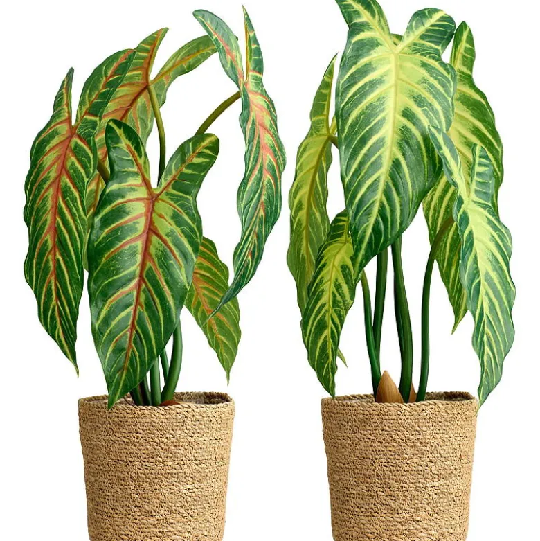 Xanthosoma plante